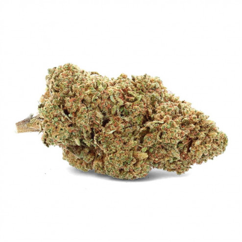 Gorilla Glue Indoor - CBD.fr
