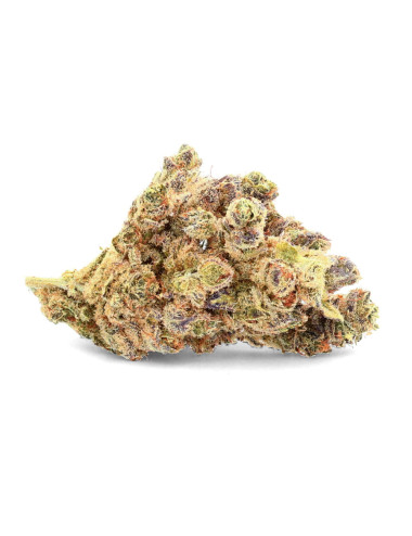 Ivory Durban Poison - Fleurs de CBD premium