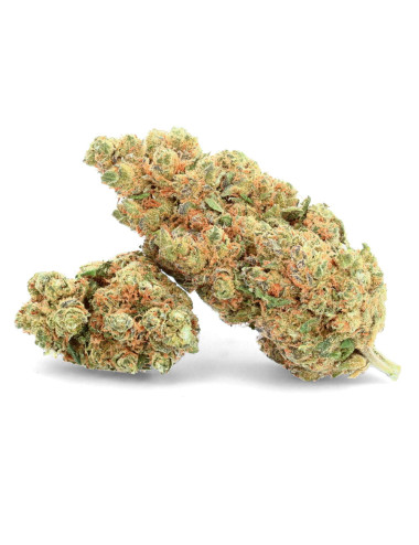 O.G cookie fleurs de CBD ivory