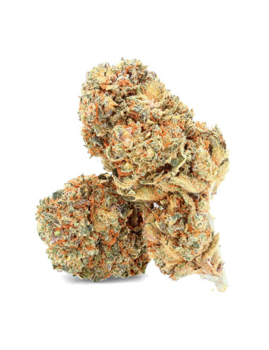 Fleurs de CBD Ivory Tropicana