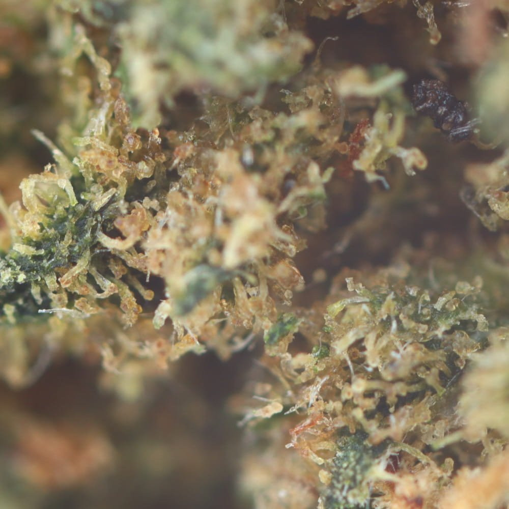 8% - Fleurs de CBD GREENHOUSE pas cher sur CBD.fr macro