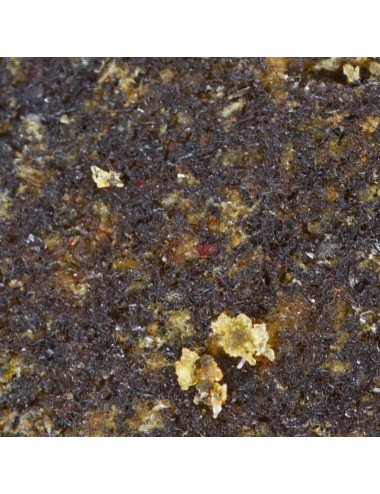 Résine CBD - L'Afghan pollen de CBD - 26% - macro