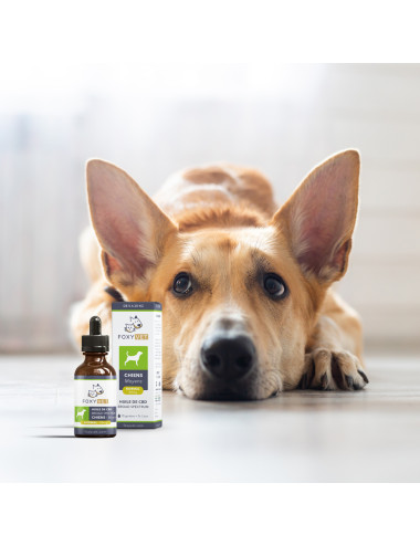 Huile de CBD pour moyen chien