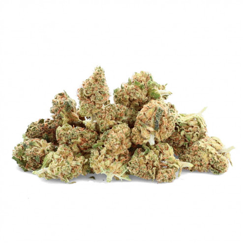 Super Skunk - Ivory