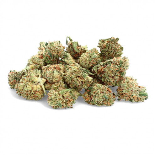 Harlequin - Fleur de CBD - Ivory