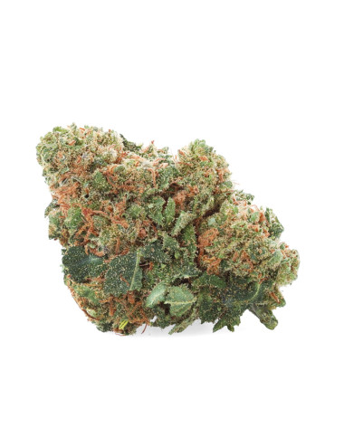 AK-47 - Fleurs de CBD - Ivory sur cbd.fr