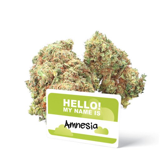 Amnesia - Fleurs de CBD - Ivory pas cher sur cbd.fr