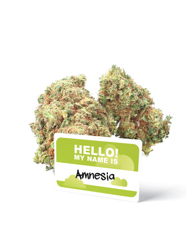 Amnesia - Fleurs de CBD - Ivory pas cher sur cbd.fr