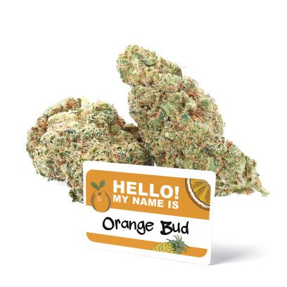 Orange Bud - Fleurs de CBD - Ivory sur cbd.fr