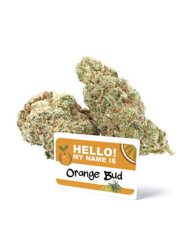Orange Bud - Fleurs de CBD - Ivory sur cbd.fr