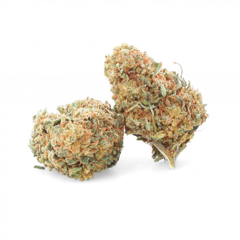Critical + - CBD.fr