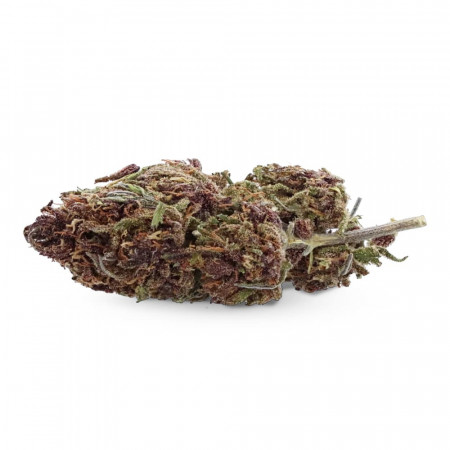 Purple Kush - Fleur de CBD - Ivory