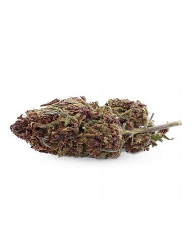 Purple Kush - Fleur de CBD - Ivory
