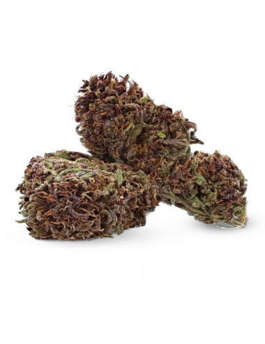 Purple Kush - Fleur de CBD - Ivory