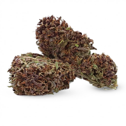 Purple Kush - Ivory