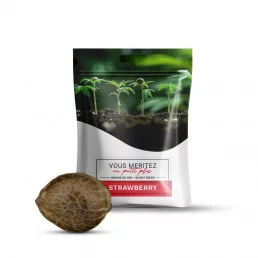 Graine de CBD - Strawberry - CBD.fr