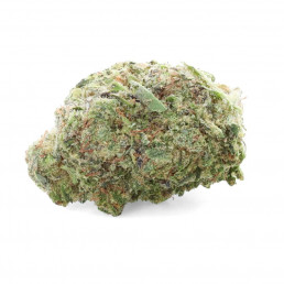 Ferrari OG - Fleur de CBD - Ivory