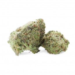 Ferrari OG - Fleur de CBD - Ivory