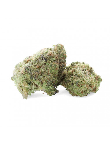 Ferrari OG - Fleur de CBD - Ivory