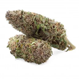 Legendary - Fleur de CBD - CBD.fr