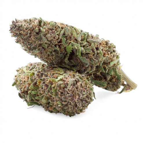 Legendary - CBD.fr