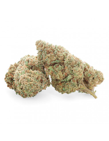 White CBG - Fleur de CBG - Easy Weed