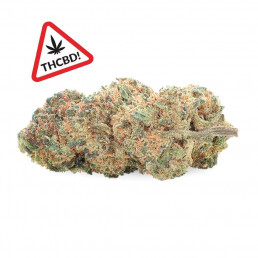 Jamaïcan Kush - Fleur de THCBD - Ivory