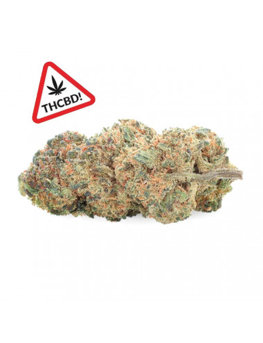 Jamaïcan Kush - Fleur de THCBD - Ivory