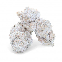Snow Kush - Fleur de CBD - Easy Weed