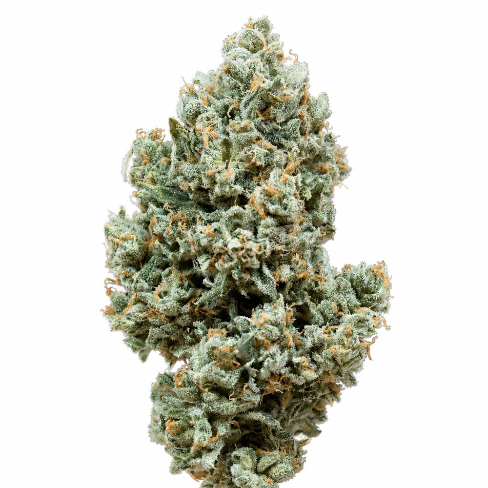 3 Graines THC Critical + 2.0 - AUTO - Silent Seeds