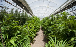 culture-greenhouse-cannabis