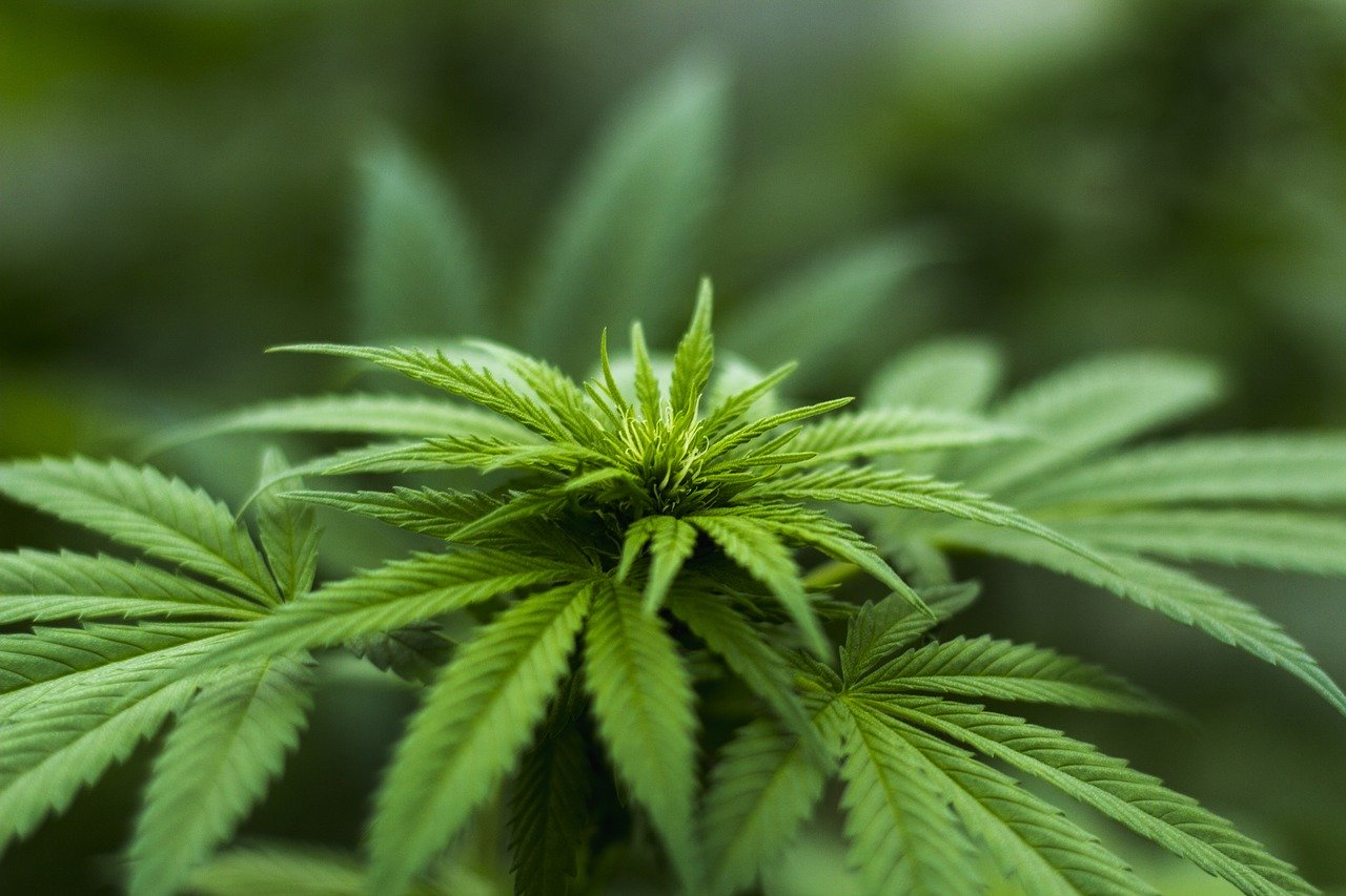 La commission d’information sur le cannabis