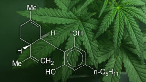 Le CBD et ses effets