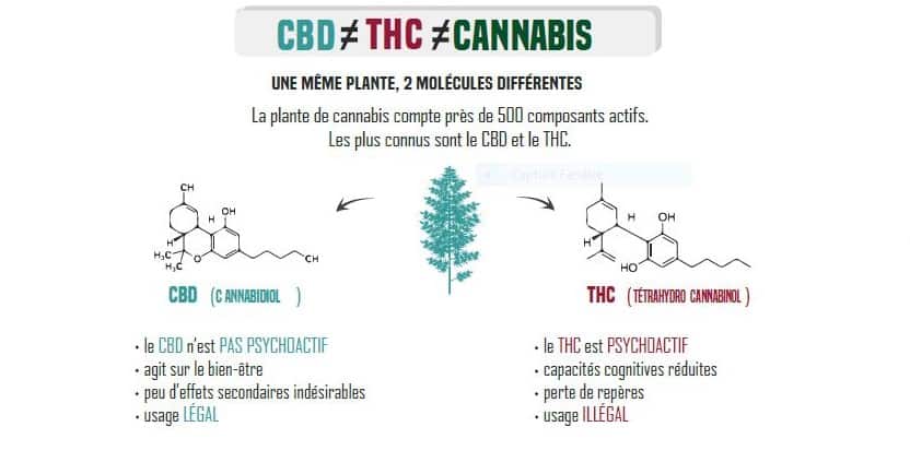 cbd Vs thc