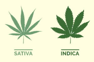 sativa Vs indica