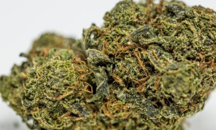 Qu’est-ce que la sativa ?