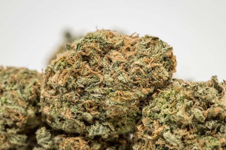 Fleur de cannabis sativa