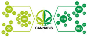 La production des cannabinoïdes dans le cannabis