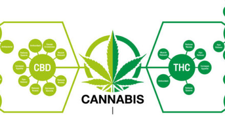 La production des cannabinoïdes dans le cannabis