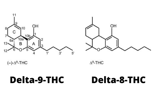 Quelles différences entre le THC DELTA 8 et le THC delta 9 ?
