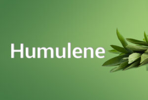 l'humulène