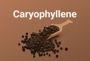 Le caryophyllène