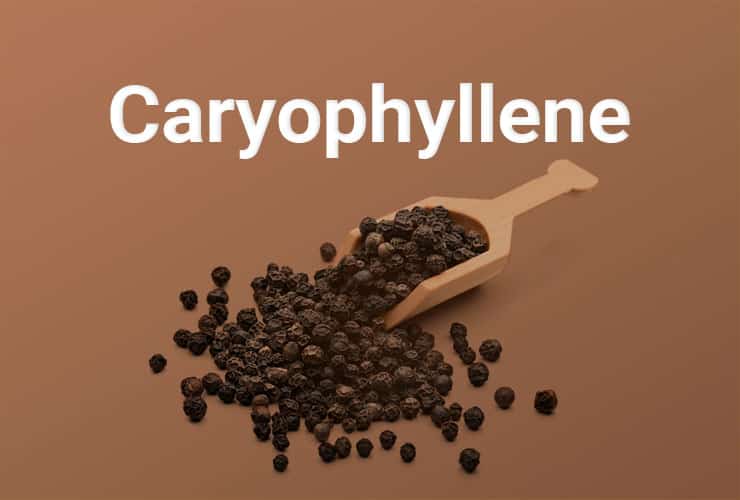 Qu’est-ce que c’est que ce terpène ? Le caryophyllène vu par CBD.fr