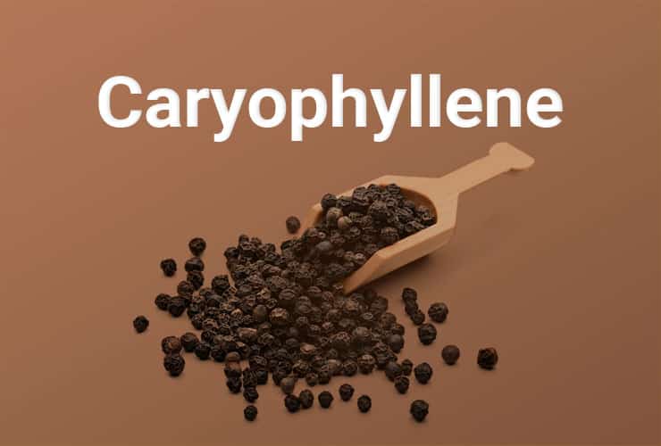 Le caryophyllène