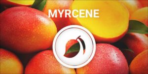 Le myrcène