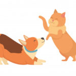 Le bon dosage en huile de CBD pour les chiens et chats !