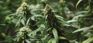 top-5-fleurs-cbd-cannabis