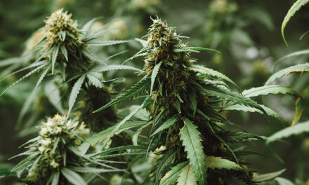 Notre TOP 5 des meilleures variétés de fleurs de CBD