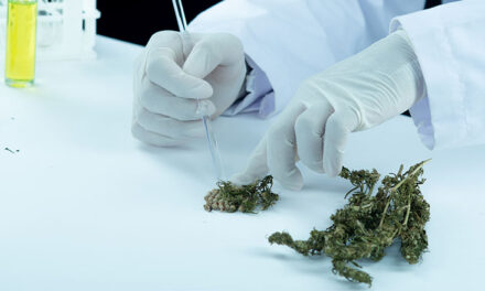 Peut-on retrouver des traces de THC dans l’huile de CBD ?