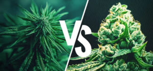 difference-entre-sativa-indica